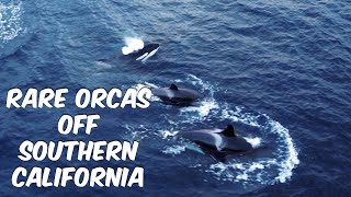 Orcas  Rare Southern California Sighting [upl. by Kaitlynn203]