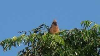 Speckled Mousebird  Filmed by Greg Morgan [upl. by Chrotoem]