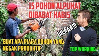 Spesial TOP Working  15 Pohon Alpukat Dibabat Habis [upl. by Pish770]