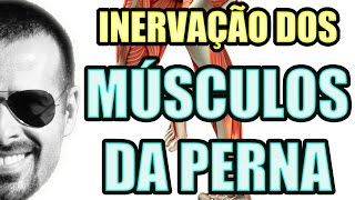 Vídeo Aula 125  Sistema Nervoso  Anatomia Humana  Inervação dos Músculos da Perna e Panturrilha [upl. by Olivia]