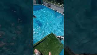 Man’s best friend aussalier puppy sprollie intex mdoglobesthepool [upl. by Garreth]