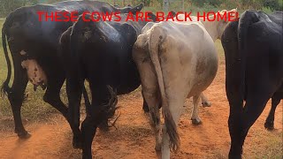 Worming and Moving Cows Back Home [upl. by Eremihc]