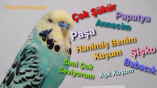 Konuşturan Muhabbet Kuşu FıstıkÇok Şükür Papatya Annecim Babacık Şişko AşkkuşumFISTIKLA KONUŞTUR [upl. by Paver390]