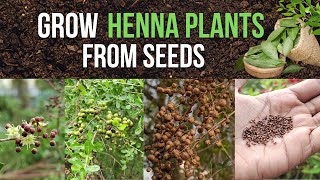 Grow Your Own Henna Plant at Home from Seeds – Complete Guide [upl. by Enitsrik]