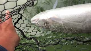 Klamath STEELHEAD fishing  Blue Creek underwater camera [upl. by Ahsert166]