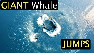 GIANT Whale Jumps  TOP 60 Whale Encounters [upl. by Nahshun935]