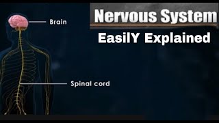 Nervous system just in 4 minutes [upl. by Ennayhs]