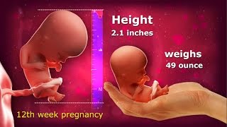 12 Weeks Pregnant What You Really Need To Know [upl. by Sueahccaz788]