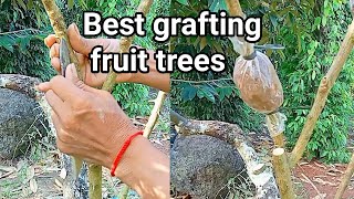 Best grafting fruit trees techniques [upl. by Vasily690]