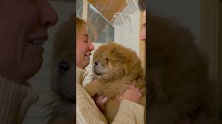 This video will make you cry 🥹 chowchow puppy love shorts [upl. by Ragan710]