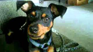 Miniature Pinscher SMART PUPPY BARKING [upl. by Ecirtael]