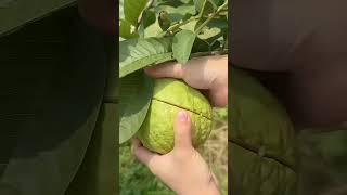 fruit festiveseasonwithorganicharvest gardening fruitcutting seasonalharvest homegardening [upl. by Leirbag186]