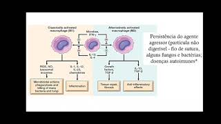 Patologia  Inflamação Aguda Crônica e Reparo Tecidual parte 2 [upl. by Unni]