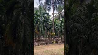 Ungal cocunut nunban for nuts cutting coconut [upl. by Araek141]