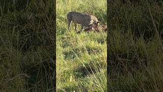 I was on vacation in Africa🇿🇦 I have learned that the Zulu name for cheetah is Ingulule Africa [upl. by Mallis]