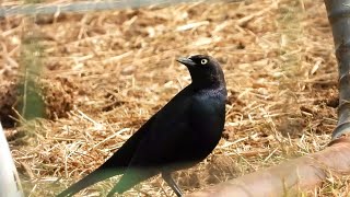 Brewers Blackbird  Pat ONeil Bird IDs [upl. by Shull765]