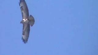 MYSZOŁÓW Buteo buteo OświęcimKruki 03112011r [upl. by Hahcim324]