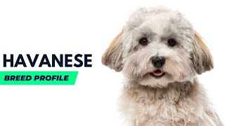 Havanese Dog Breed History  Havanese Dog Price AnimalPlatoon [upl. by Dabney]