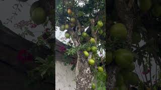 Árbol lleno de pelotas verdes para hacer guacales [upl. by Aliwt564]