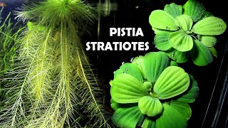 PISTIA STRATIOTES  Scheda Completa [upl. by Ordnazil]