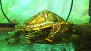 Red Eared Slider swimming [upl. by Brinna385]