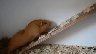 Cavia is heel enthousiast en maakt whiepend geluid [upl. by Barkley]