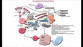 The Immune System Overview and Tutorial  Innate and Adaptive [upl. by Gunas]