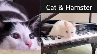 Hamsters Heartfelt Piano Serenade for His Feline Friendcat [upl. by Hanikas]