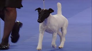 Smooth Fox Terrier quotTuxquot Ch Broxden Rio Oso Best Dressed 2005 AKCEukanuba National Championship [upl. by Alolomo]