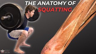 Why You Should Squat [upl. by Ynoffit]