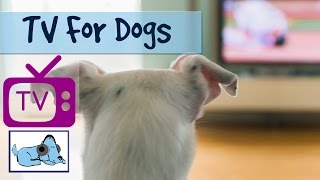 Tv For Dogs Combined with Soothing Music for Dogs  Relaxing Visuals for dogs  Calm your dog [upl. by Roswell]