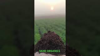 Saini Organics vermicompost farming organicfarming [upl. by Acina]