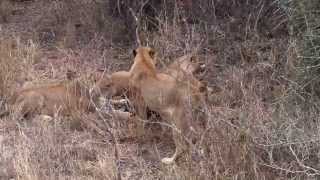 lions kills a nyala at Kirkmans kamp [upl. by Lipkin]