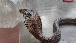 November 6 2024 Cobra snake in Home 🏠 [upl. by Ahsikram872]