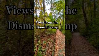 Dismal Swamp 📍 VA USA 🇺🇸 shorts viral park [upl. by Asiela]