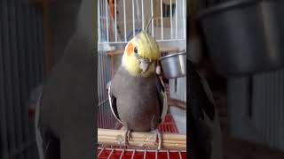 Calopsita Cantando Hino Nacional [upl. by Assirrec594]