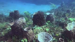 Scuba dive Boynton Beach Florida [upl. by Yarrum752]