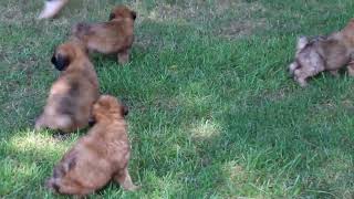 Soft Coated Wheaten Terrier Puppies For Sale [upl. by Lesh]