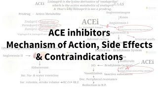 ACE inhibitors  Mechanism of action Side effects and Contraindications [upl. by Niamrahc21]