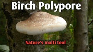 Birch polypore Natures multi tool [upl. by Dewey]