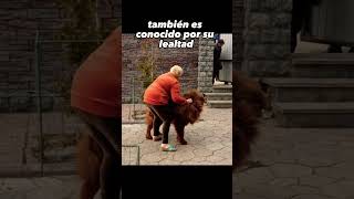 Mastín Tibetano  El Perro Más Fuerte Del Mundo [upl. by Ennasirk]