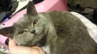 Cute British Shorthair Cat talking [upl. by Atilal96]