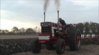 INTERNATIONAL 1568 Plowing [upl. by Beverlee]