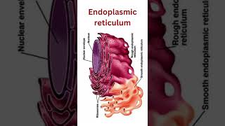 Endoplasmic reticulum smooth endoplasmic reticulum rough endoplasmic reticulum smoothER roughER [upl. by Tombaugh836]