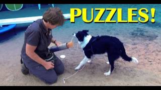 Thinking puzzles clicker dog training tricks [upl. by Verbenia26]