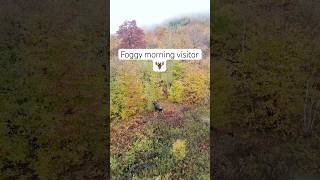 Foggy morning visit from this 10point bull moose in Carrabassett Valley 🫎mainewildlife fall [upl. by Neumark733]