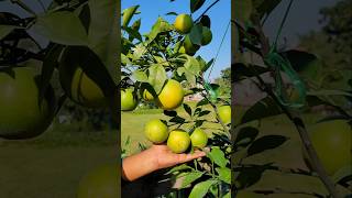 New malta variety GardenerFriend new shorts viralvideo [upl. by Gombosi336]