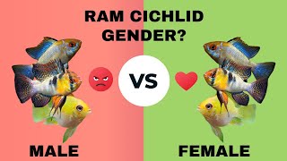 HOW TO IDENTIFY RAM CICHLID GENDER  Male or Female [upl. by Schalles]