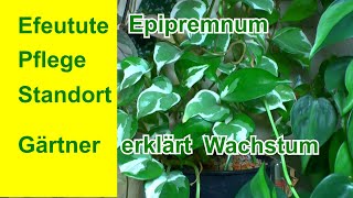 Efeutute richtig pflegen die komplette Guide der Epipremnum pinnatum Pothos plant [upl. by Nell]