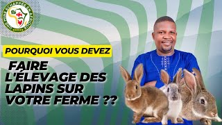 Pourquoi vous devez faire lélevage des lapins sur votre ferme [upl. by Larok921]